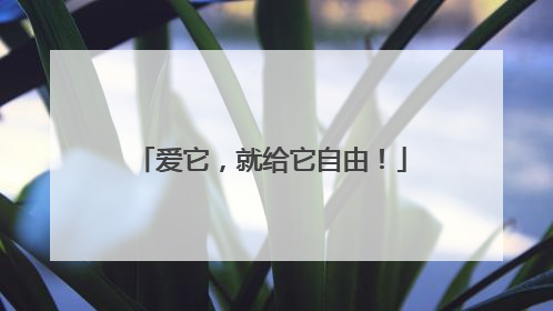 爱它，就给它自由！