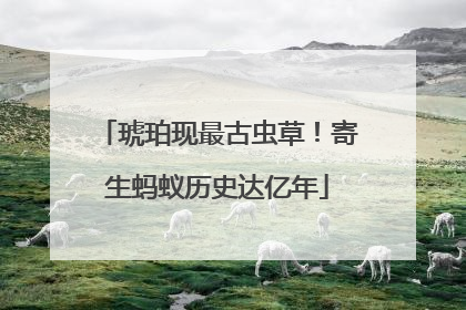 琥珀现最古虫草！寄生蚂蚁历史达亿年