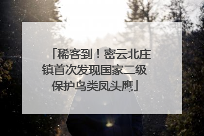 稀客到！密云北庄镇首次发现国家二级保护鸟类凤头鹰