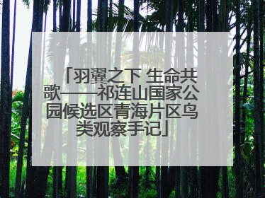 羽翼之下 生命共歌——祁连山国家公园候选区青海片区鸟类观察手记