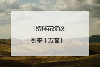 绣球花绽放 引来十万客
