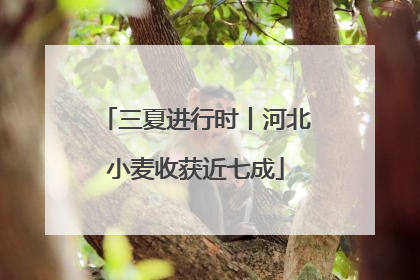 三夏进行时丨河北小麦收获近七成