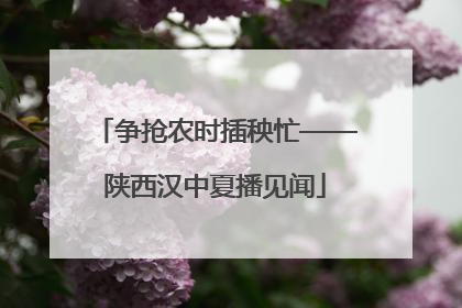 争抢农时插秧忙——陕西汉中夏播见闻