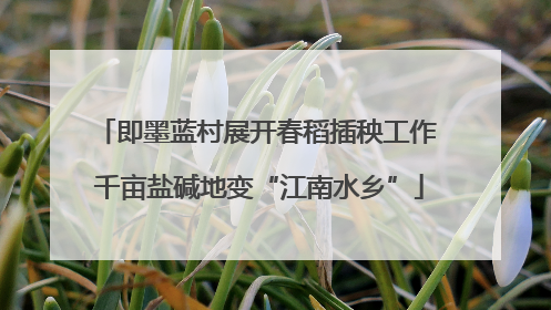 即墨蓝村展开春稻插秧工作 千亩盐碱地变“江南水乡”