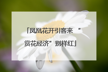 凤凰花开引客来 “赏花经济”别样红