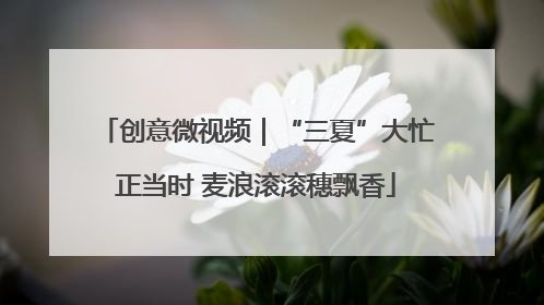 创意微视频｜“三夏”大忙正当时 麦浪滚滚穗飘香