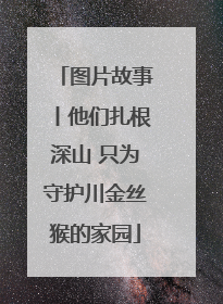 图片故事丨他们扎根深山 只为守护川金丝猴的家园