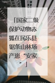 国家二级保护动物赤狐在民乐县锯条山林场产崽“安家”