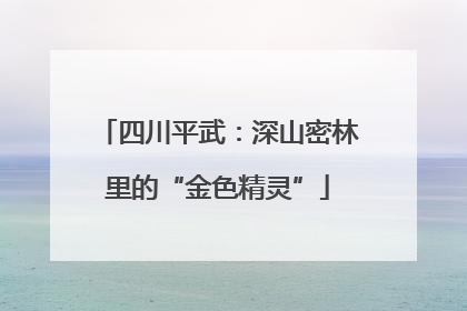 四川平武：深山密林里的“金色精灵”