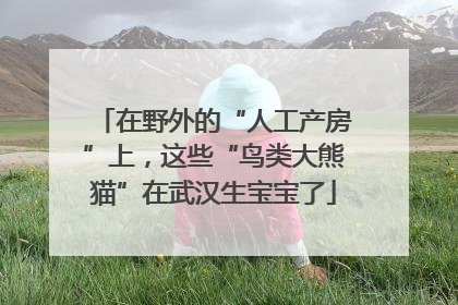 在野外的“人工产房”上，这些“鸟类大熊猫”在武汉生宝宝了