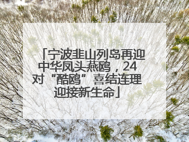 宁波韭山列岛再迎中华凤头燕鸥，24对“酷鸥”喜结连理迎接新生命