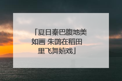 夏日秦巴腹地美如画 朱鹮在稻田里飞舞嬉戏