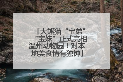 大熊猫“宝弟”“宝妹”正式亮相温州动物园！对本地美食情有独钟