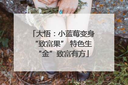 大悟：小蓝莓变身“致富果” 特色生“金”致富有方