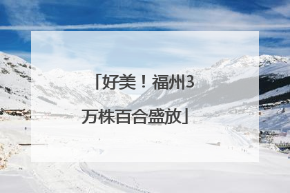 好美！福州3万株百合盛放