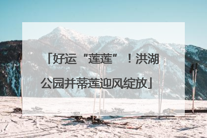 好运“莲莲”！洪湖公园并蒂莲迎风绽放