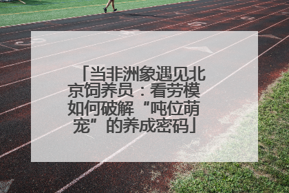 当非洲象遇见北京饲养员：看劳模如何破解“吨位萌宠”的养成密码