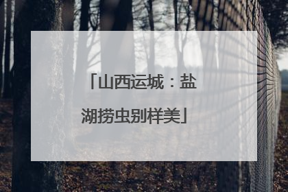 山西运城：盐湖捞虫别样美