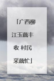 广西柳江玉藕丰收 村民采藕忙