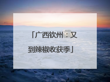 广西钦州：又到辣椒收获季