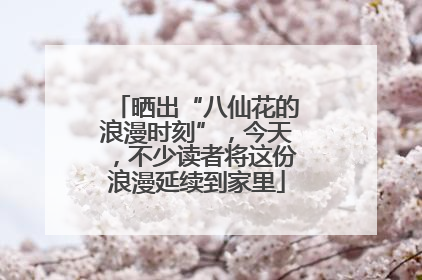 晒出“八仙花的浪漫时刻”，今天，不少读者将这份浪漫延续到家里