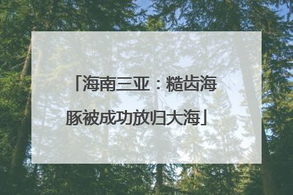 海南三亚：糙齿海豚被成功放归大海