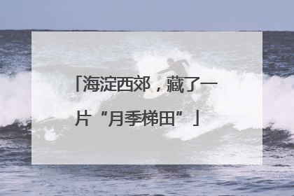 海淀西郊，藏了一片“月季梯田”