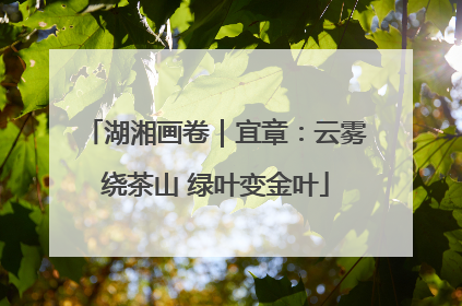 湖湘画卷｜宜章：云雾绕茶山 绿叶变金叶