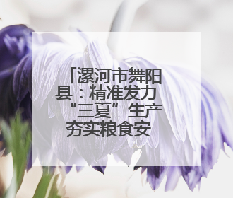 漯河市舞阳县：精准发力“三夏”生产 夯实粮食安全基石