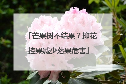 芒果树不结果？抑花控果减少落果危害