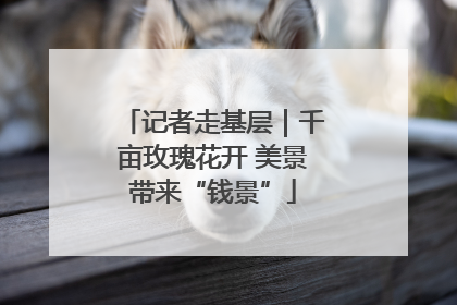记者走基层｜千亩玫瑰花开 美景带来“钱景”
