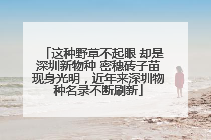 这种野草不起眼 却是深圳新物种 密穗砖子苗现身光明，近年来深圳物种名录不断刷新