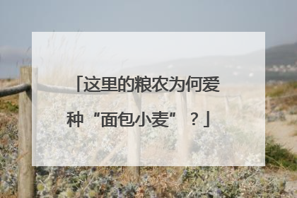 这里的粮农为何爱种“面包小麦”？