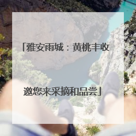 雅安雨城：黄桃丰收 邀您来采摘和品尝