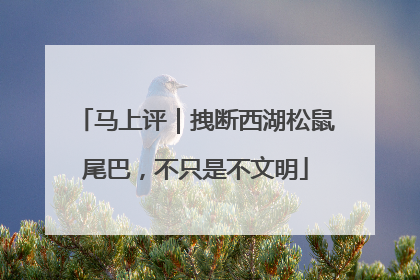 马上评｜拽断西湖松鼠尾巴，不只是不文明