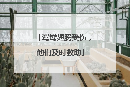 鸳鸯翅膀受伤，他们及时救助
