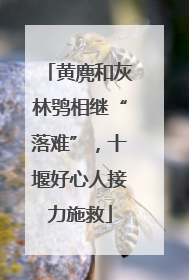 黄麂和灰林鸮相继“落难”，十堰好心人接力施救