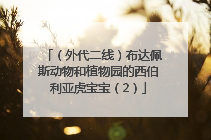 （外代二线）布达佩斯动物和植物园的西伯利亚虎宝宝（2）
